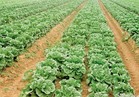 «الزراعة» توفر مستلزمات انتاج عالية الجودة للمحاصيل الشتوية