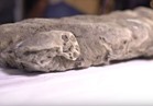 العثور على جثة أسد الكهف تعود لـ50 ألف سنة (فيديو)