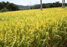 علماء يزرعون الأرز بالمياه المالحة