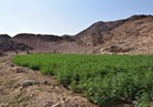 إبادة 21 مزرعة نباتات مخدرة بجنوب سيناء  