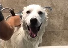 شاهد| كلب حقيقي يردد «ماما» عند شعوره بالسعادة