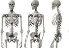 باحثون: عدد العظام في الهيكل العظمي للشخص البالغ 206 