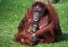 اكتشاف الجيل الثالث من «إنسان الغاب» أكبر القرود في إندونيسيا