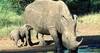 ملجأ ليتامى وحيد القرن في جنوب أفريقيا   