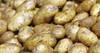 الولايات المتحدة ترفض البطاطس المصرية المزروعة بتقاوي أمريكية