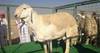 بيع خروف بقيمة 400 ألف ريال في السعودية