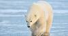 اندثار الدب القطبي بعد 25 عاما بسبب الاحتباس الحراري