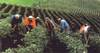 إعفاء 364 مزارعًا بالوادي الجديد من سداد مديونية السلف الزراعية