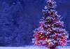 إضاءة أكبر شجرة كريسماس في العالم بهولندا