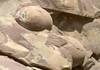 العثور على 43 بيضة ديناصورات متحجرة جنوب الصين