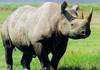 أنثى وحيد القرن الأبيض النادر نولا تخضع للعلاج في كاليفورنيا