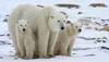 الدببة القطبية تأكل الدلافين لارتفاع حرارة القطب الشمالي