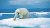 ​توقعات بتراجع أعداد الدب القطبي بنسبة 30% بسبب تقلص الجليد البحري