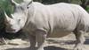 ​نفوق آخر أربعة من وحيد القرن الأبيض على مستوى العالم