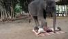 ​بالفيديو..التدليك من الفيلة على شواطئ تايلاند لتنشيط السياحة