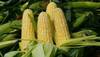 الزراعة: الذرة الصفراء وفول الصويا للتغلب على ارتفاع أسعار الأعلاف