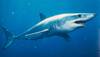​9 معلومات عن أسماك القرش ..وأخطرهم الأبيض