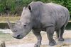 زيمبابوي تعتزم نزع قرون وحيد القرن لمنع الصيد غير المشروع