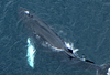 أمريكا ترفع إجراءات الحماية عن معظم الحيتان الحدباء