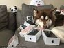 8 هواتف iPhone 7  هدية "كلبة" في عيد ميلادها | صور