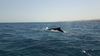صور| الحوت الأحدب يظهر مجددًا بالبحر الأحمر 