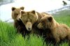 رومانيا توقف صيد الدببة البنية والذئاب والقطط البرية