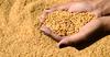 "المنتجين الزراعيين" تستنكر تأخير الحكومة الإعلان عن أسعار توريد القمح
