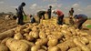 "الزراعة": استئناف حركة الصادرات المصرية من محصول البطاطس لروسيا 