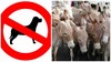 الزراعة: رفضنا تصدير الكلاب.. ووافقنا على الحمير !