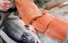 موائد أعياد الميلاد هذا العام تفتقد أسماك السلمون المدخنة