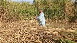 نكشف تفاصيل اشتعال أزمة توريد «قصب السكر» بين «المزارعين» و«الحكومة»