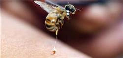 الإسعافات الأولية للسيطرة على لدغة النحل