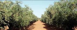 «الزراعة»: معالجة 2483 وحدة ضد النمل الأبيض في 16 محافظة  