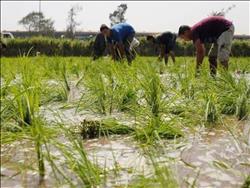 الزراعة تحدد تقاوي الأرز غير شرهة للمياه.. والري تخفض المساحات