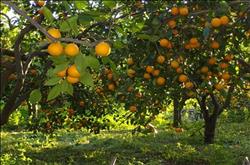 « الزراعة» تصدر توصياتها  لمزارعي حدائق الموالح خلال فبراير المقبل