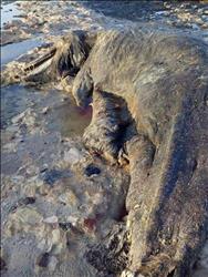 حقيقة وجود «ديناصور» نافق على شاطئ رأس غارب