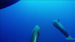  ظهور 10 دلافين من نوعية «القاتل الكاذب» على سواحل  الغردقة
