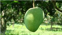 ننشر توصيات «الزراعة» لمزارعي حدائق المانجو