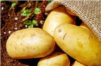 تعرف على توصيات «الزراعة» لمزارعي البطاطس خلال مارس المقبل
