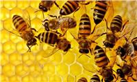 ندوة لاتحاد النحالين العرب لزيادة صادرات عسل النحل ومنتجاته