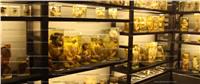  فيديو| أجنة «محنطة» بمتحف نجيب محفوظ 