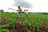 «الزراعة الذكية مناخيا» أحد الحلول لزيادة الإنتاج