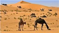 نفوق 11 جملًا في صحراء السعودية إثر صاعقة رعدية قوية