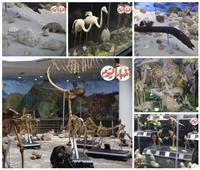 صور وفيديو| أسرار المتحف الحيواني وسيلة التثقيف والجذب السياحي 