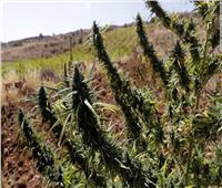 تقنين زراعة الحشيش في لبنان...فوائد طبية واقتصادية
