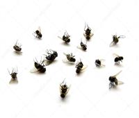 «النمل.. الذباب.. الصراصير».. وصفات طبيعية للتخلص من حشرات الصيف