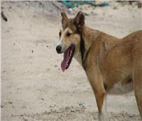 فيديو| حي حدائق القبة يشن حملة للتخلص من الكلاب الضالة