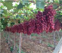 لأول مرة.. «الزراعة»: شتلات العنب المصري في المغرب والطماطم في كندا