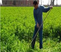البحوث الزراعية بالعريش: نجاح زراعة البرسيم الحجازي