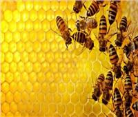 اتفاقية تعاون بين جمعية مربي النحل بالغربية والمنصة الزيمبابوية